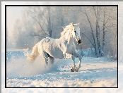 Zima, Koń, Śnieg, Biały, Drzewa