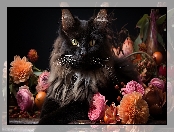 Kot, Kwiaty, Czarny