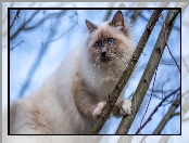 Kot birmański, Gałązki, Niebieskie, Oczy