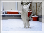 Stojący, Kot, Śnieg