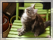 Kotek, Maine Coon, Krzesło