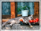 Śpiący, Kotek, Pomidory