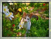 Kotek, Kwiaty, Zielone, Oczy