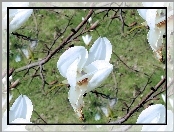 Krzew, Magnolii