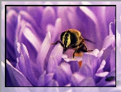 Fioletowy, Kwiat, Pszczoła