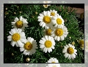 Kwiat, Rumianku