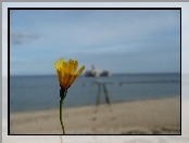 Żółty, Morze, Kwiatek, Plaża