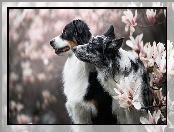 Psy, Owczarek australijski, Kwiaty, Border collie, Magnolie
