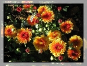 Kwiaty, Chryzantemy
