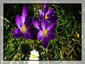 Kwiaty, Liście, Fioletowe, Krokusy