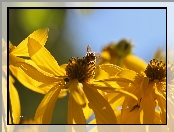 Żółte, Owad, Kwiaty, Pszczoła