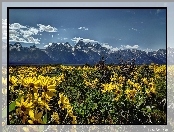 Góry, Wyoming, Park Narodowy Grand Teton, Łąka, USA, Kwiaty