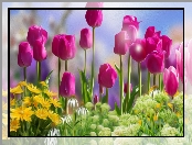 Kwiaty, Grafika, Różowe, Tulipany