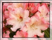 Różowe, Kwiaty, Rododendronu