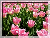 Kwiaty, Tulipany