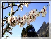 Kwitnąca Gałązka, Góry, Wiosna