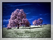 Kwitnące, Niebo, Drzewa, Pole