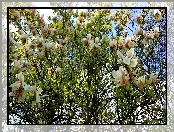 Wiosna, Kwitnąca, Magnolia
