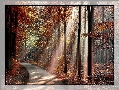Las, Promienie słońca, Droga, Jesień