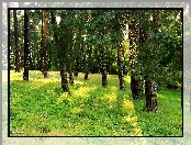 Lasek, Trawa, Sosnowy, Drzewa