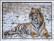 Leżący, Zima, Tygrys, Śnieg
