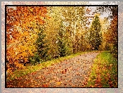Liście, Droga, Jesień, Las, Drzewa