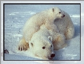 Lód, Niedźwiedź, Polarny, Mama, Mały