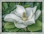 Biała, Magnolia wielkokwiatowa