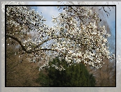 Magnolia, Drzewo, Białe, Kwiaty