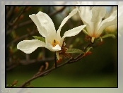 Magnolia, Kwiat, Japońska, Biały