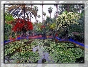 Majorelle, Ogród, Piękny, Maroko, Staw, Marakesz