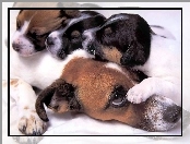 Psia, Beagle, Mama, Szczeniaki