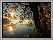 Jesień, Mgła, Jezioro, Promienie słońca, Drzewo, Pożółkłe, Liście