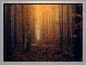 Mgła, Jesień, Las, Drzewa, Przebijające światło