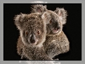 Dwa, Koala, Misie