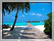 Morze, Malediwy, Plaża, Palmy