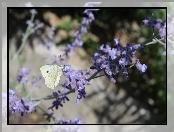 Motyl, Fioletowe, Bielinek, Kwiatki