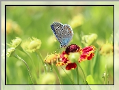 Motyl, Kwiaty, Modraszek ikar, Dzielżan ogrodowy