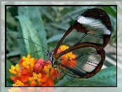 Motyl, Skrzydła, Glasswing, Przeźroczyste
