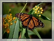 Motyl, Wędrowny, Monarcha, Danaid