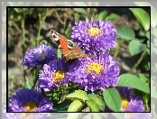 Motyl, Astry, Rusałka pawik, Kwiaty