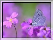 Motyl, Makro, Modraszek wieszczek, Kwiaty