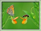 Motylek, Makro, Mrówka, Kwiatki