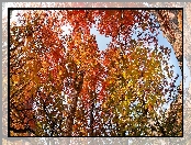 Jesień, Narodowy, Utah, Korony, Drzew, Skały, Park
