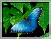 Niebieski, Liście, Motyl, Zielone
