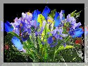 Niebieskie, Fractalius, Fioletowe, Kwiaty