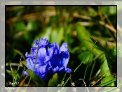 Kwiaty, Niebieskie, Kwitnce