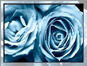Niebieskie, Kwiat, Róże, Róża