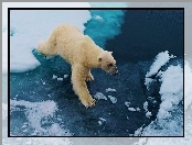 Niedźwiedź, Lód, Polarny, Kra