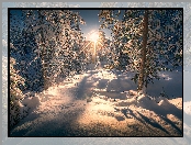 Śnieg, Zima, Drzewa, Las, Promienie słońca